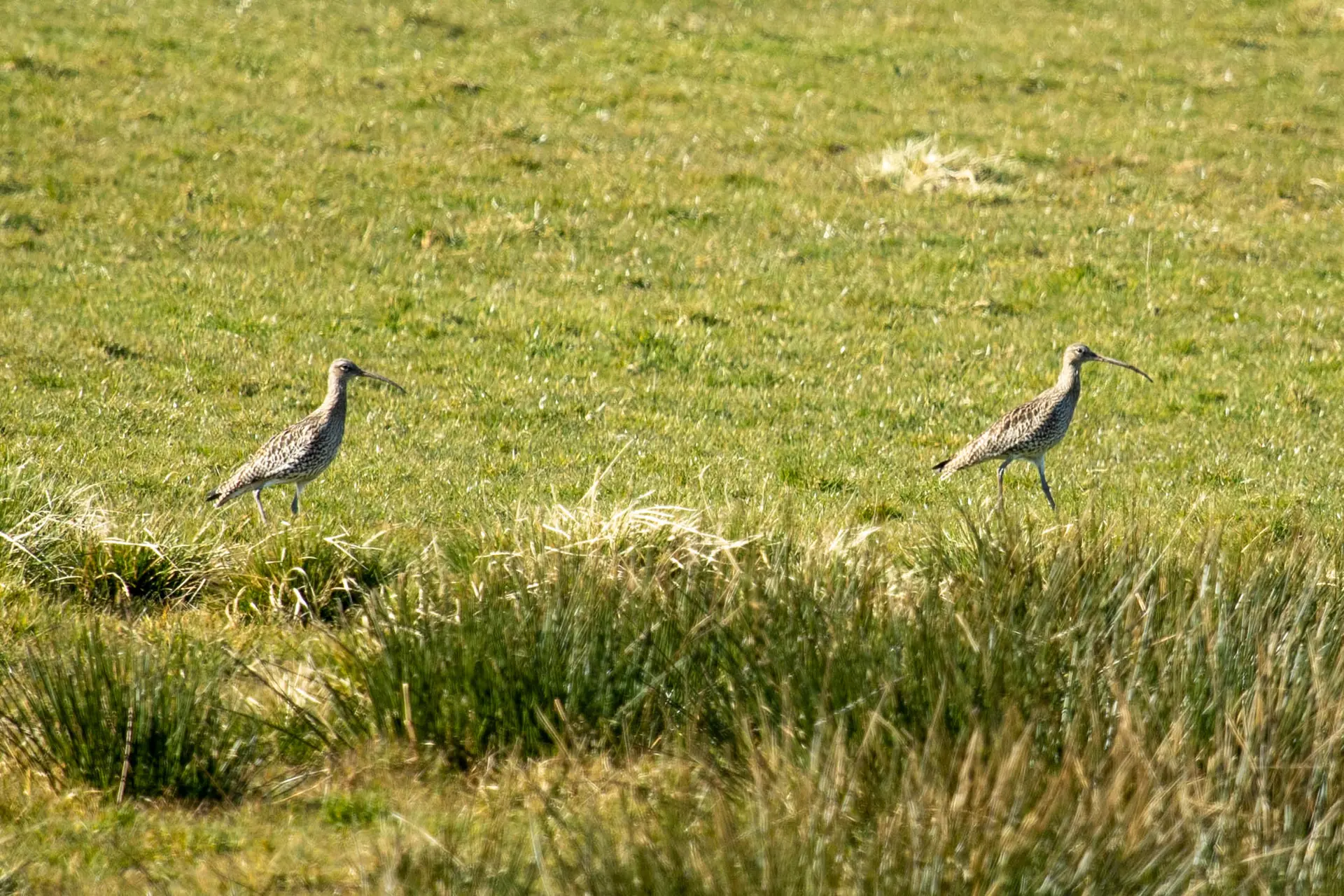 Two Curlews in a field
